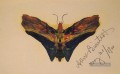 Schmetterling v2 luminism Albert Bier
